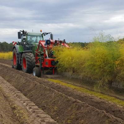 Asparagus haulm shredder BISON